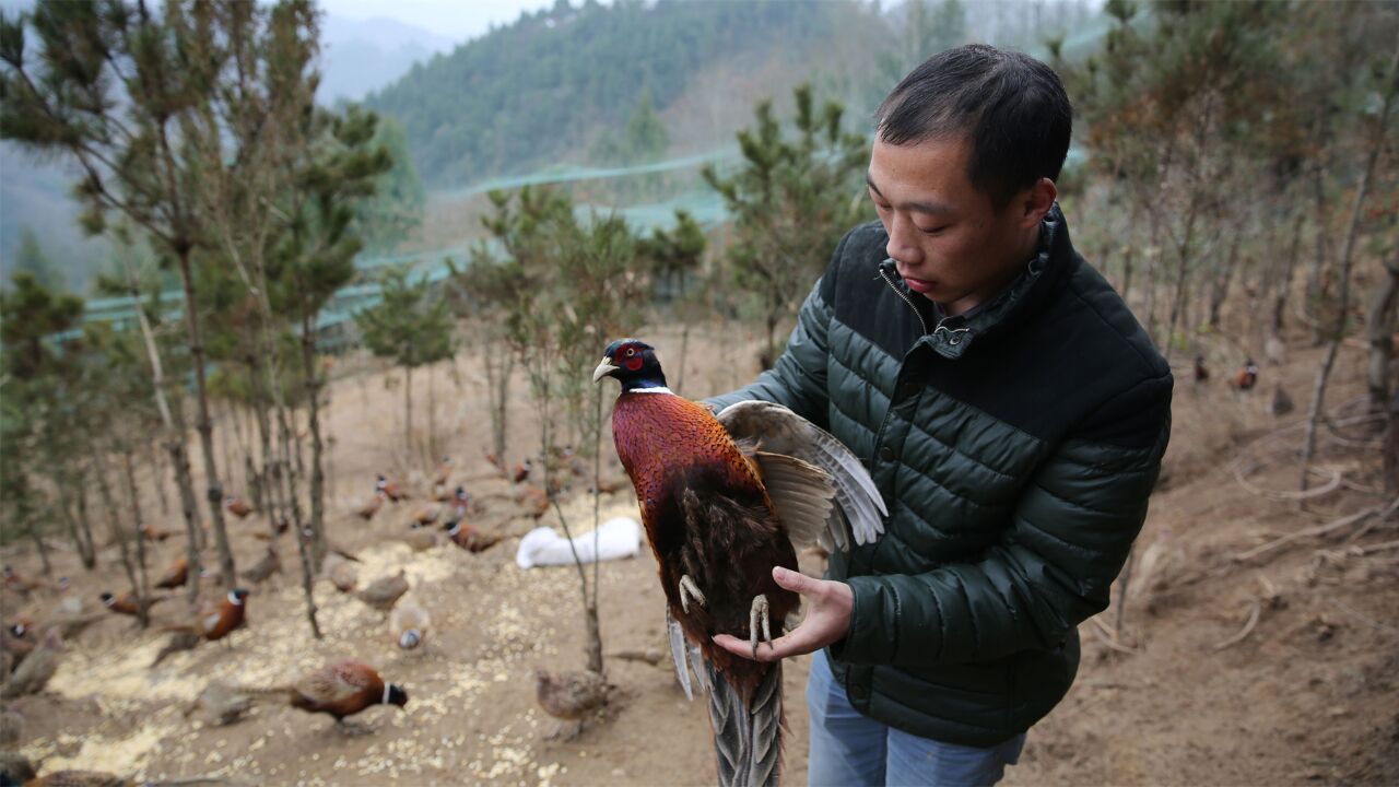 陕西85后男子:辞高薪工作返乡养山鸡,当年回本还盈利十万