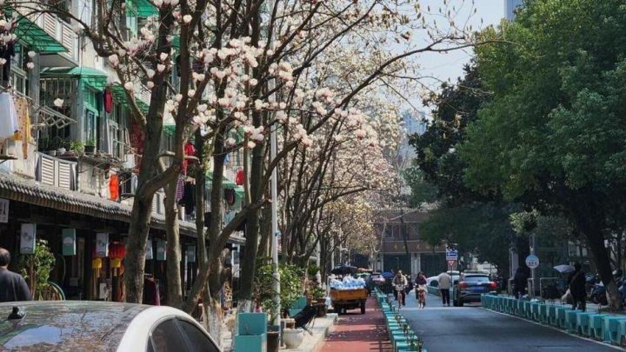 杭州又多一处赏花好去处,就在这条市井小巷