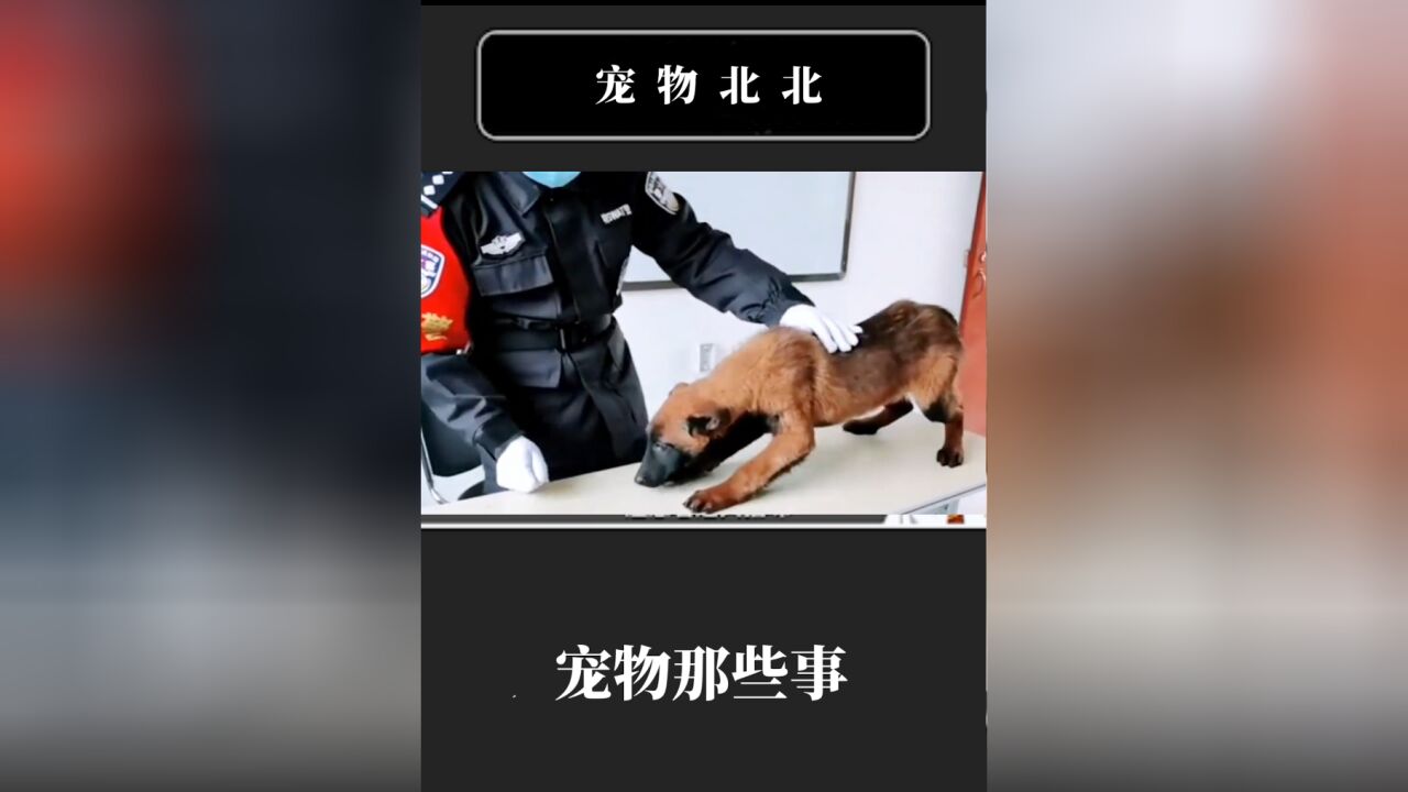 小马犬巴万,从流浪小狗到赫赫有名的警犬,传奇的一生