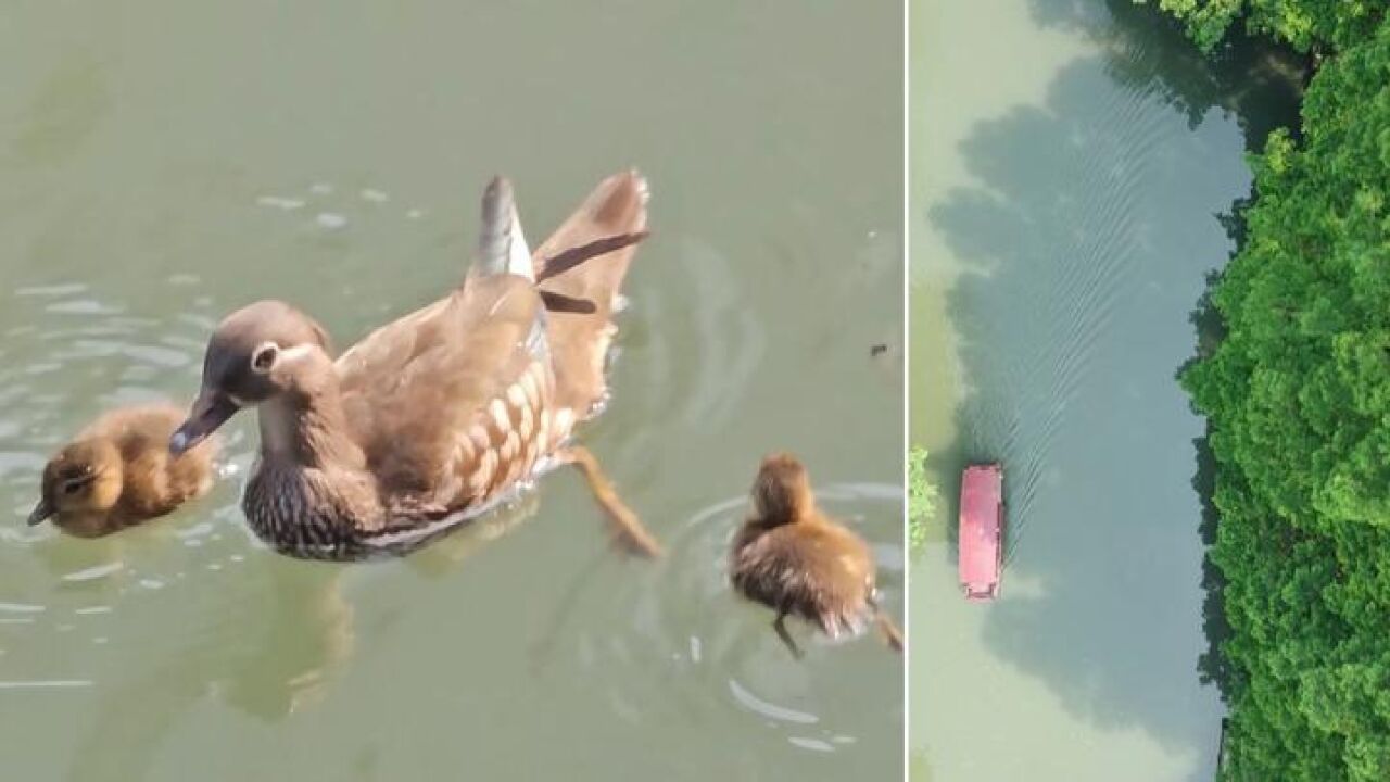 开闸放行!新出生的一窝鸳鸯从杭州中河“搬家”东河 迎接它们的是一路绿灯