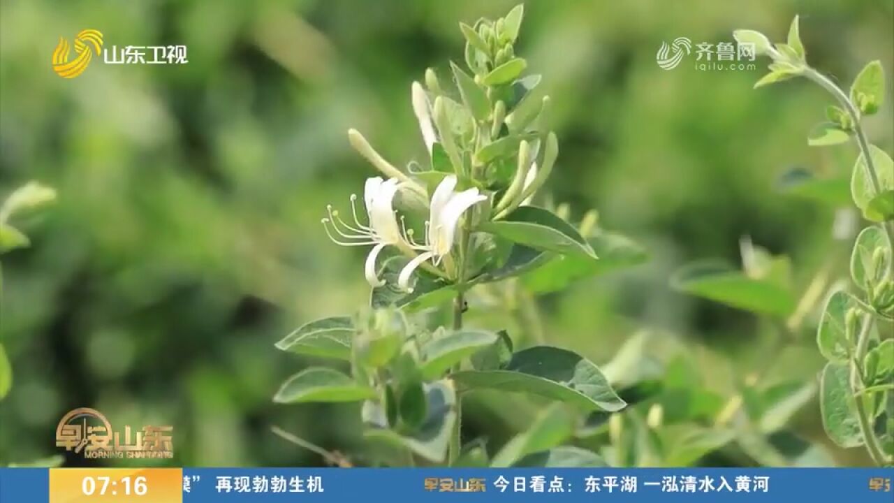 邹城:金银花里采“金银”,乡村开出“致富花”