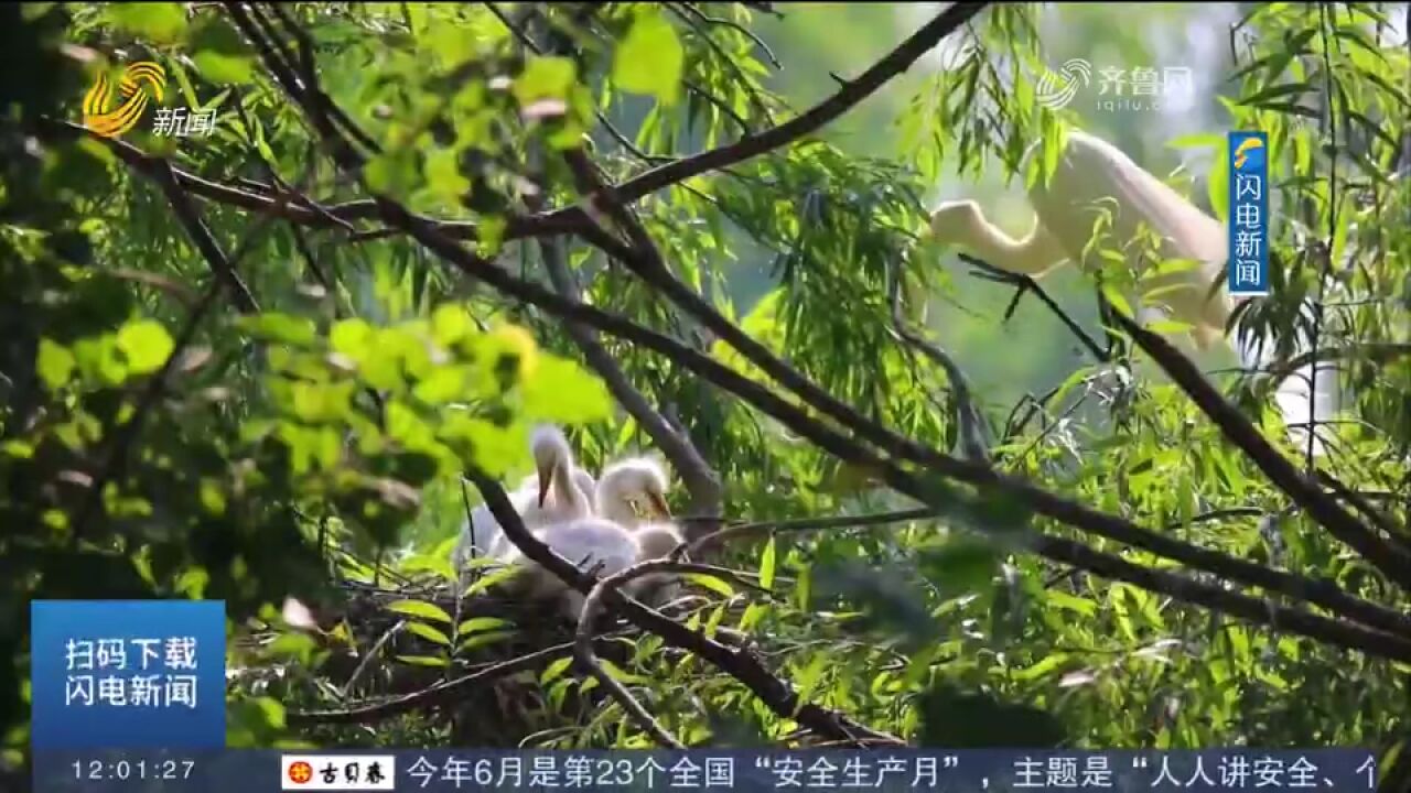 微山:南四湖水绿景美,生态环境持续向好,吸引各类鸟类前来栖息