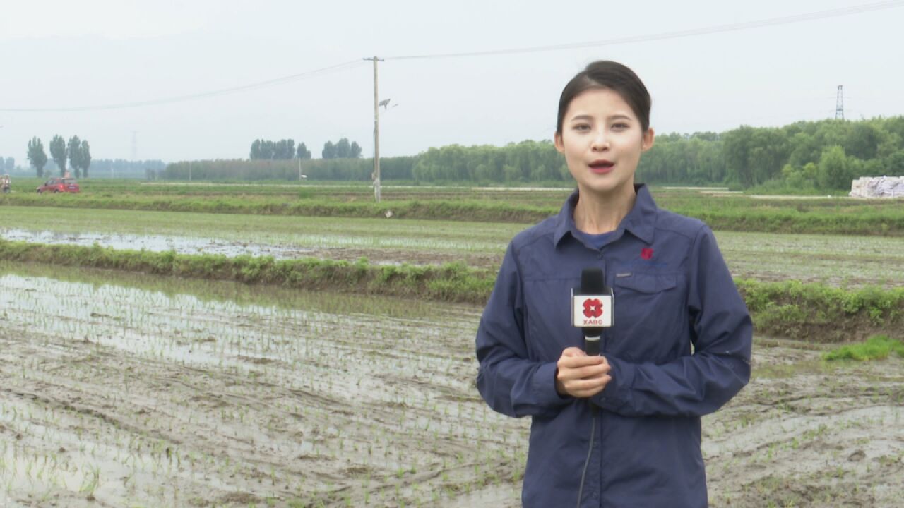 芒种节气插秧忙 联农带农助力乡村振兴