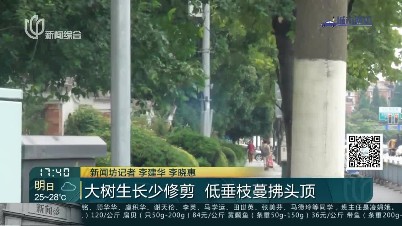 大树生长少修剪 低垂枝蔓拂头顶