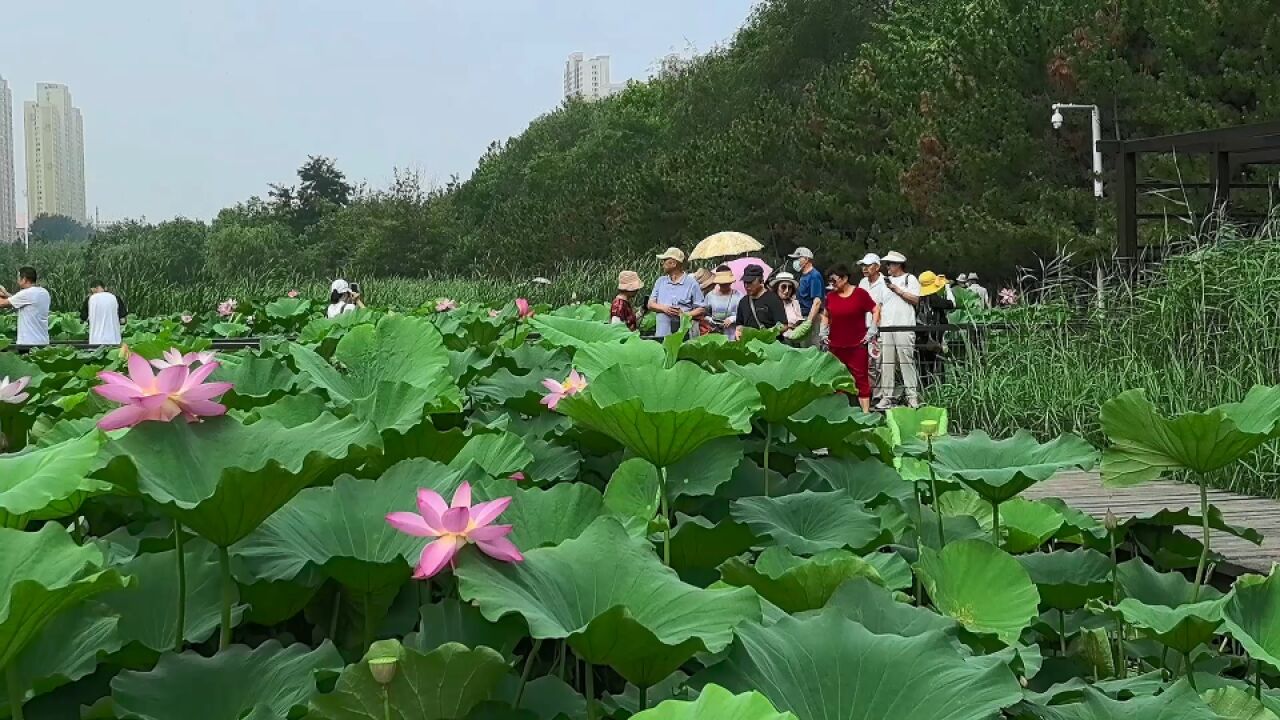 前关湿地公园夏日荷花开