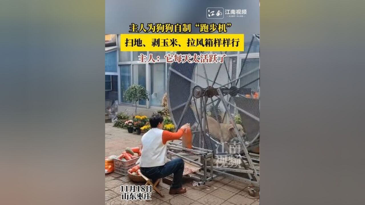 主人为狗狗自制“跑步机”,扫地、剥玉米、拉风箱样样行!主人:它每天太活跃了