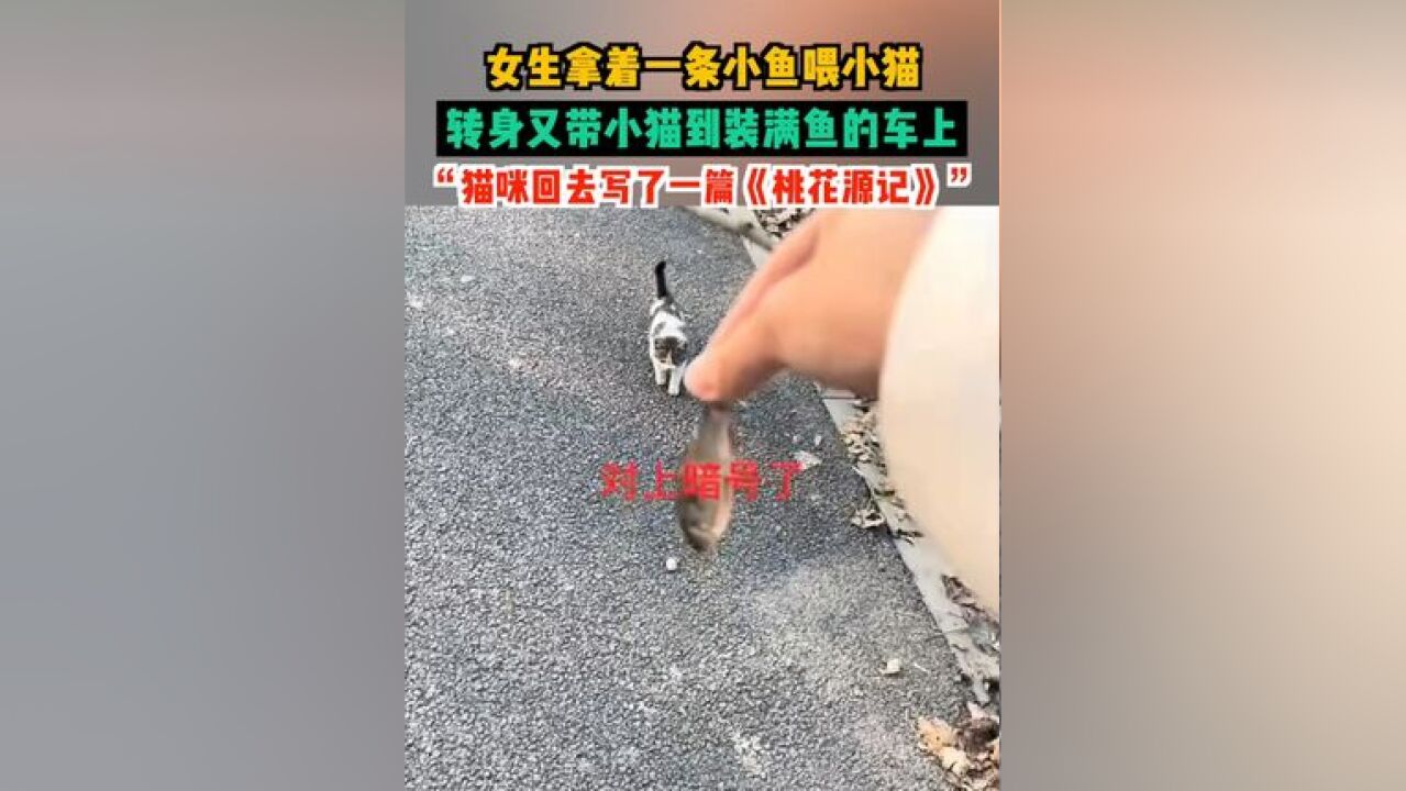 女生拿着一条小鱼喂小猫,转身又带小猫到装满鱼的车上.“猫咪回去写了一篇《桃花源记》”