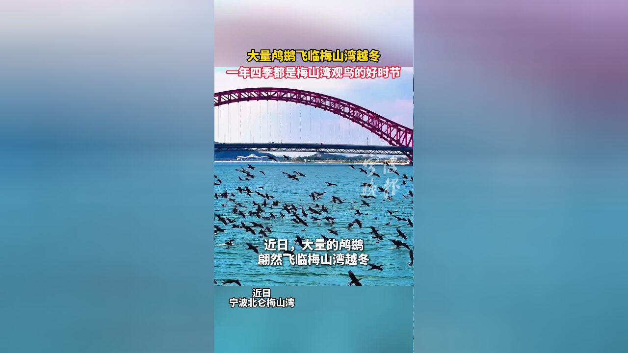 大量鸬鹚飞临梅山湾越冬,一年四季都是梅山湾观鸟的好时节