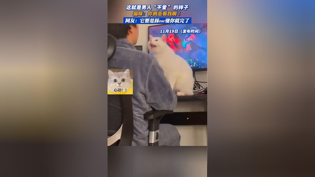 这就是男人“不爱”的样子,猫咪:你倒是看我啊!