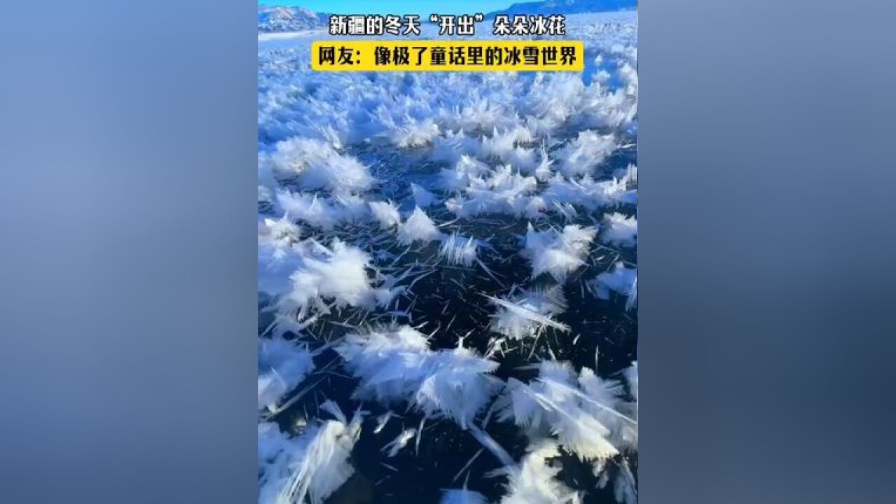 新疆的冬天 “开出”朵朵冰花!网友:像极了童话里的冰雪世界