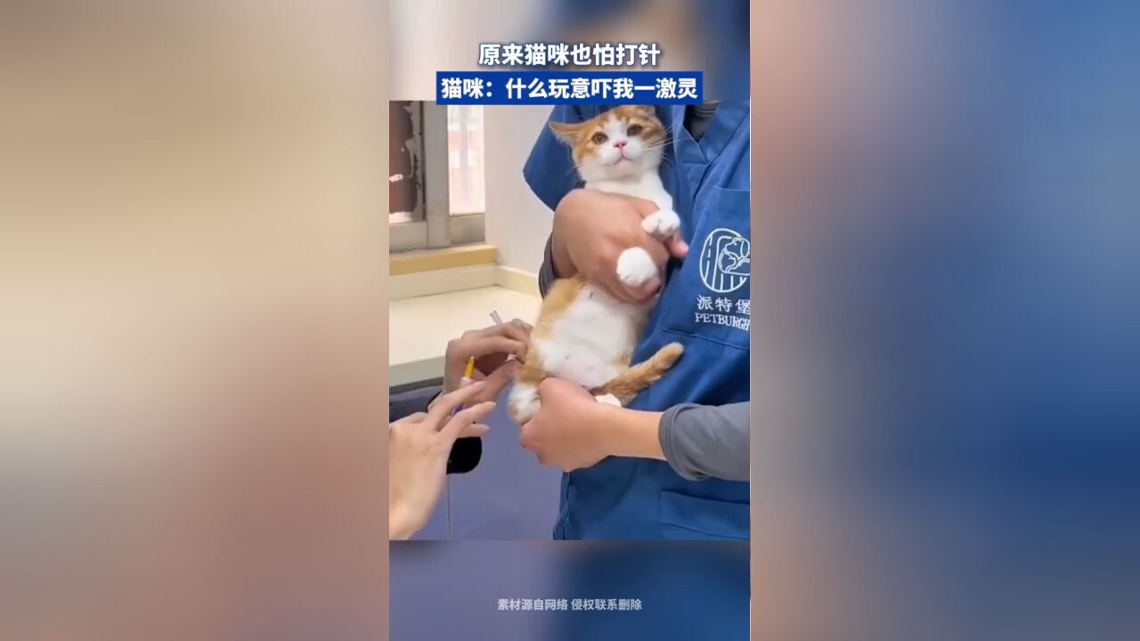 原来猫咪也怕打针,猫咪:什么玩意吓我一激灵