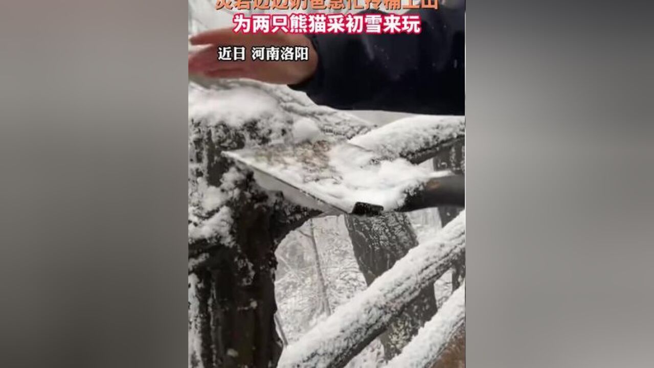 物园旁边山上下雪,灵岩迈迈奶爸急忙拎桶上山,为两只熊猫采初雪来玩