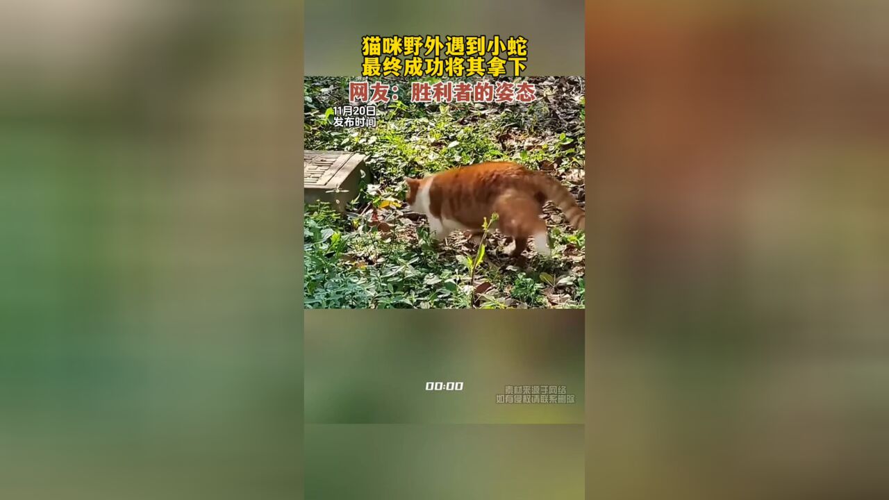 猫咪野外遇到小蛇最终成功将其拿下