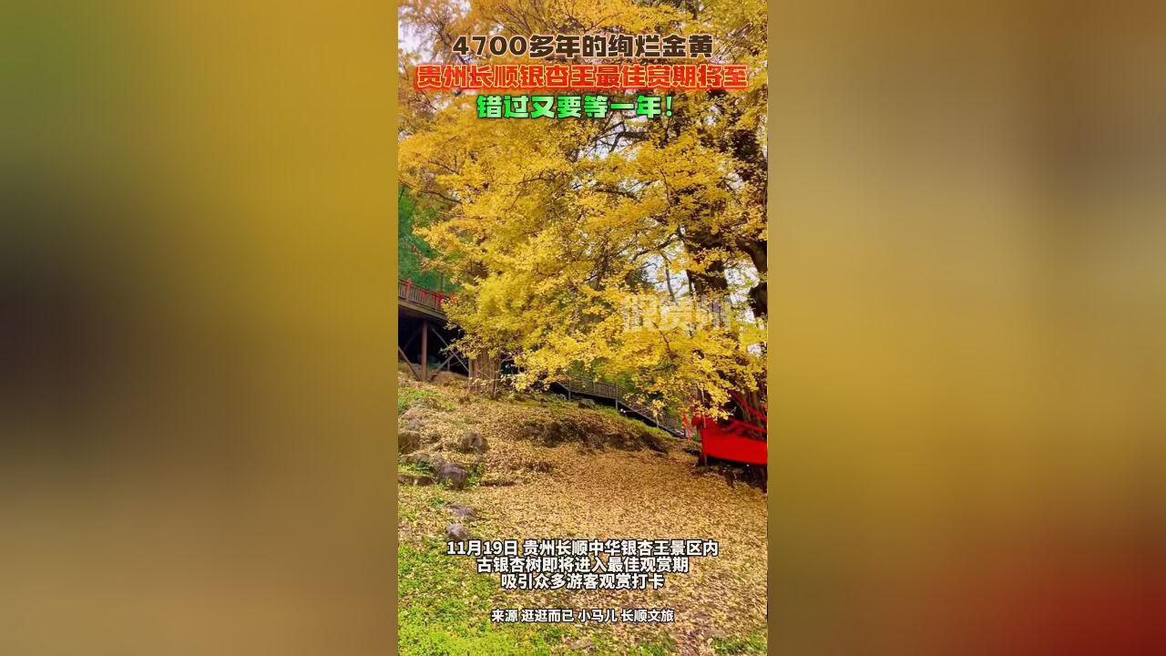 4700多年的绚烂金黄!贵州长顺银杏王最佳赏期将至,错过又要等一年!