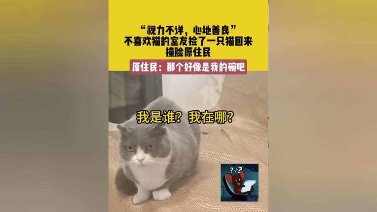 11月17日安徽.“视力不详,心地善良”.不喜欢猫的室友捡了一只猫回来,撞脸原住民.原住民:那个好像是我的碗吧.素材来源