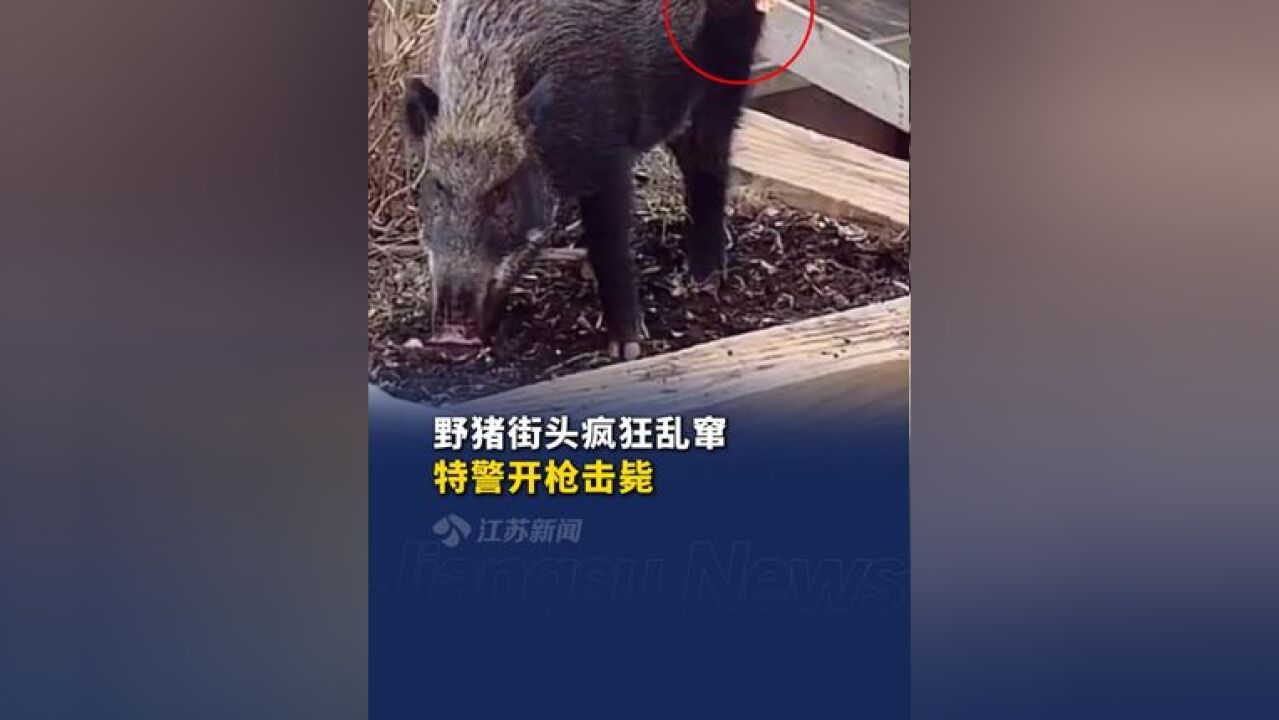 野猪街头疯狂乱窜特警开枪