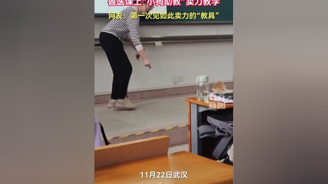 兽医课上“小狗助教”卖力教学