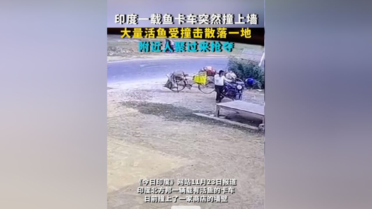 印度一载鱼卡车突然撞上墙 大量活鱼受撞击散落一地 附近人聚过来抢夺