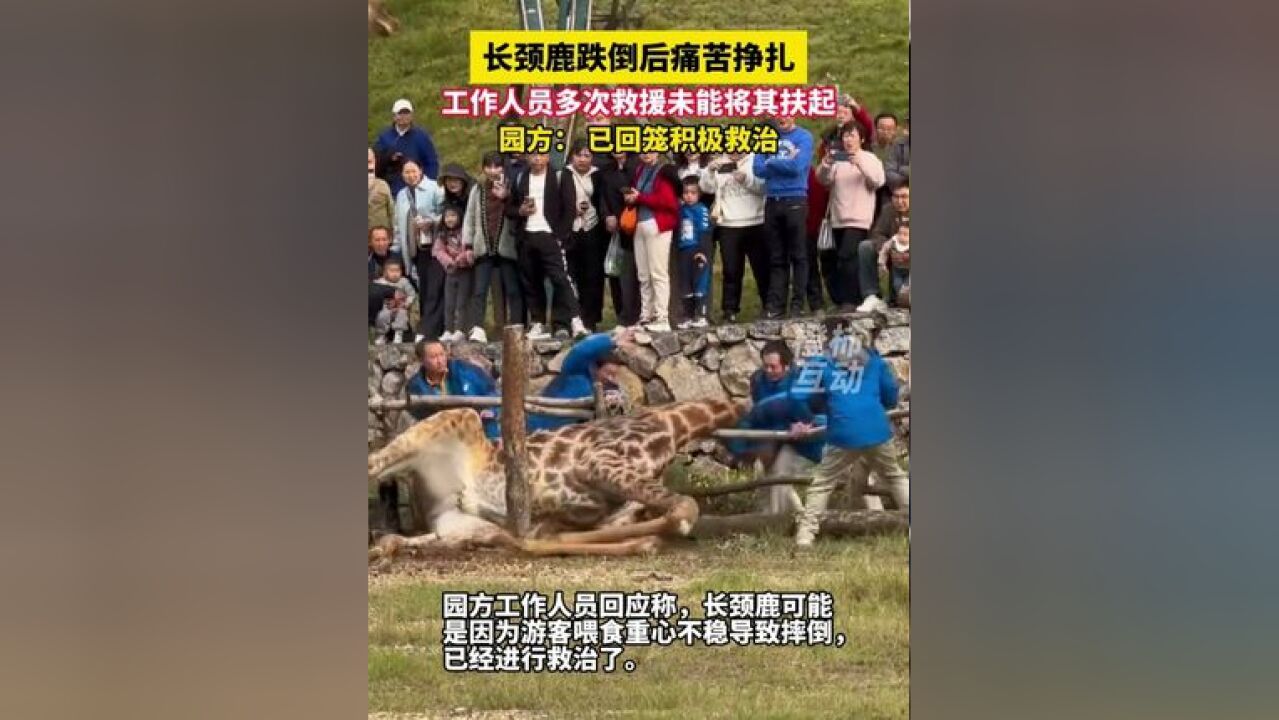 湖北一景区长颈鹿重摔在地,众人合力营救,园方:正在积极救治