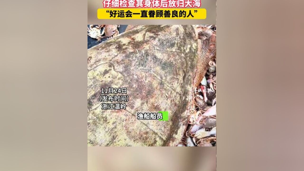 渔民误捕300多斤红海龟 仔细检查其身体后放归大海 “好运会一直眷顾善良的人”