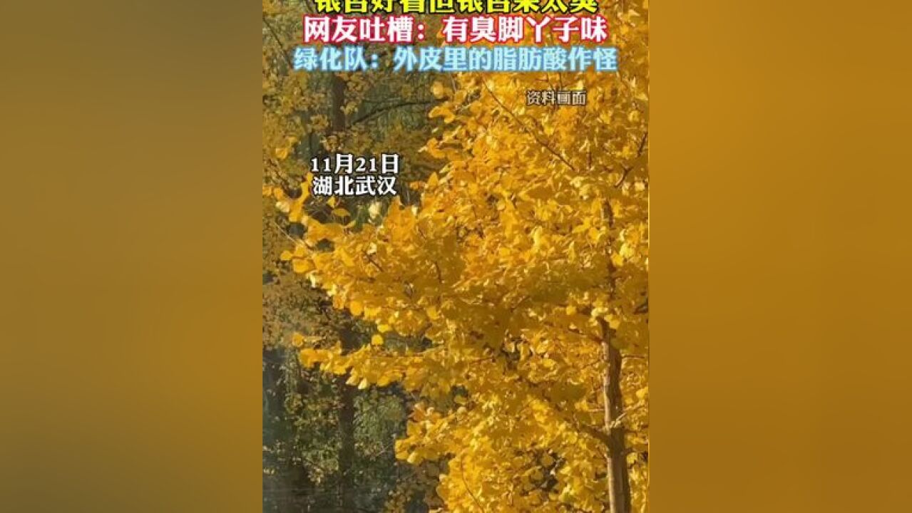 网友吐槽银杏果有臭脚丫子味