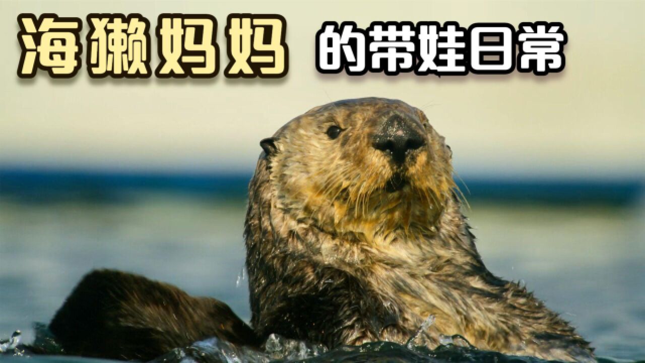 海獭妈妈带娃记:小海獭吃喝拉撒全靠妈,和人类带娃一样一样的