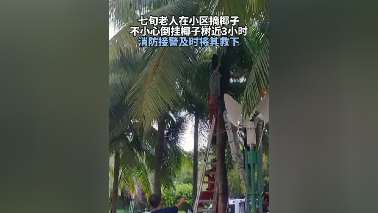 七旬老人在小区摘椰子 不小心倒挂椰子树近3小时 消防接警及时将其救下