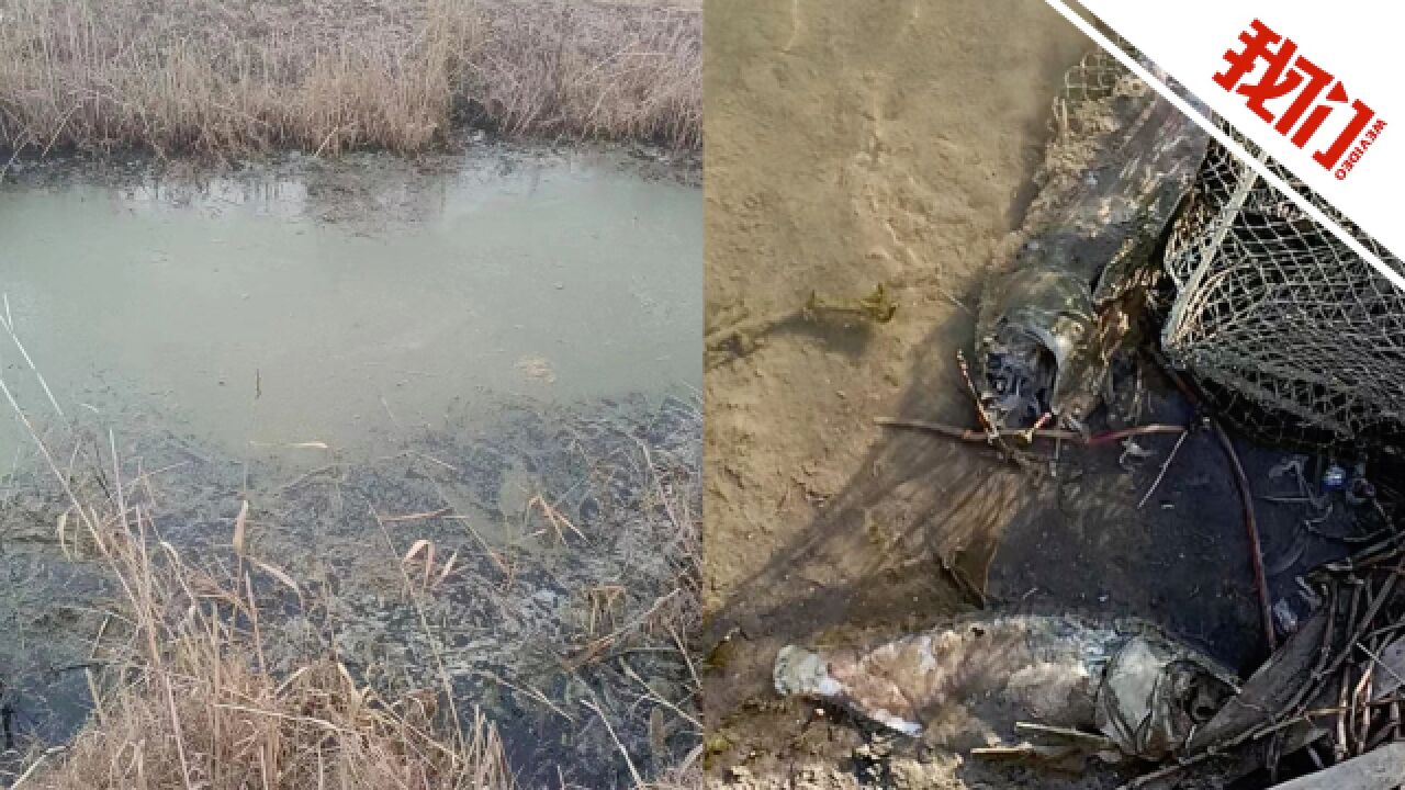 江苏灌云一猪场被指排污至河道:水产养殖户称鱼虾死亡 环保局已采样