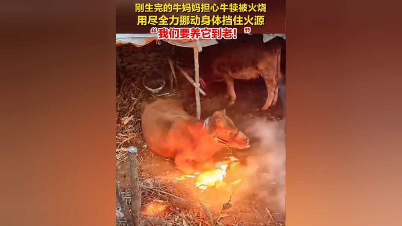 刚生完的牛妈妈担心牛犊被火烧,用尽全力挪动身体挡住火源,“我们要养它到老!”