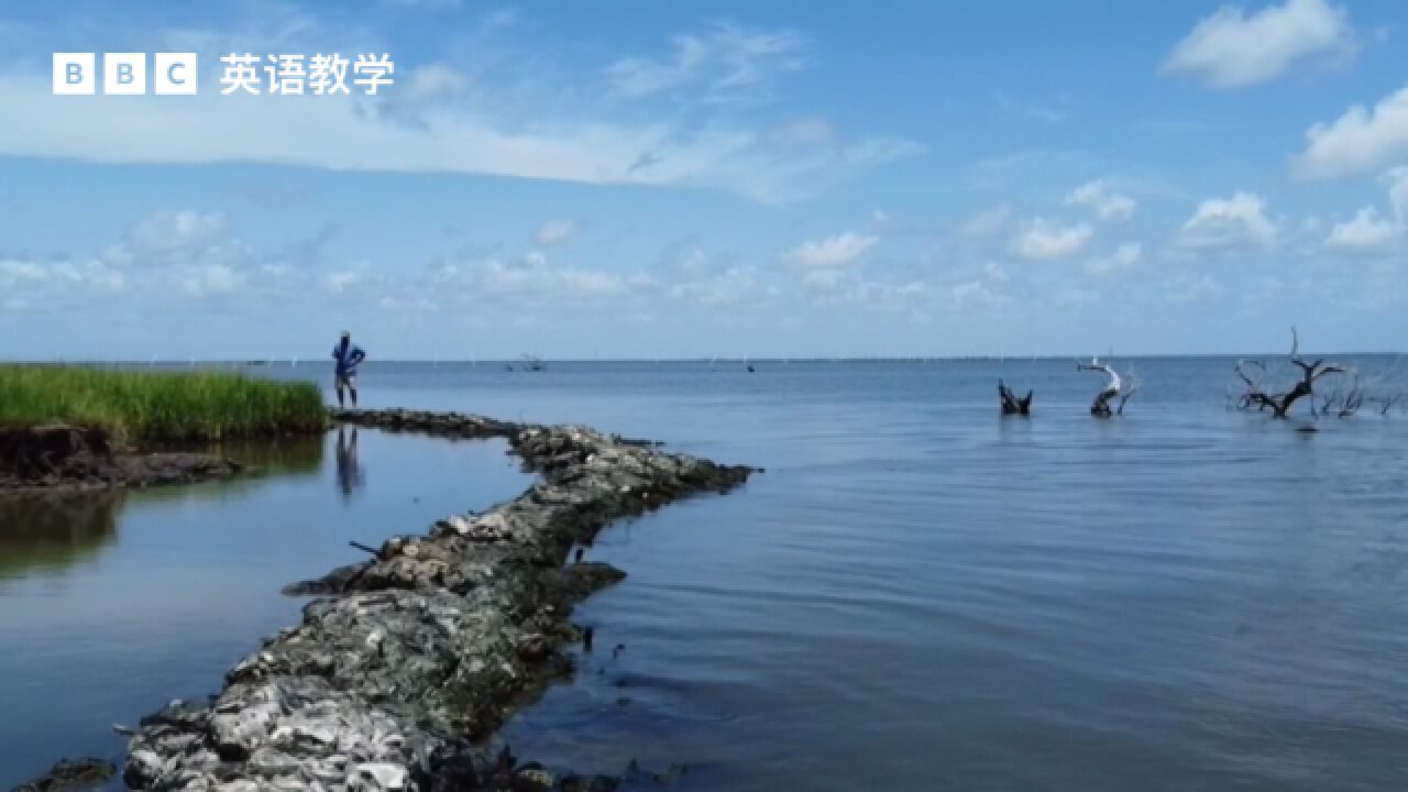 BBC英语大破解:用 oyster shells 牡蛎壳建造的防洪屏障