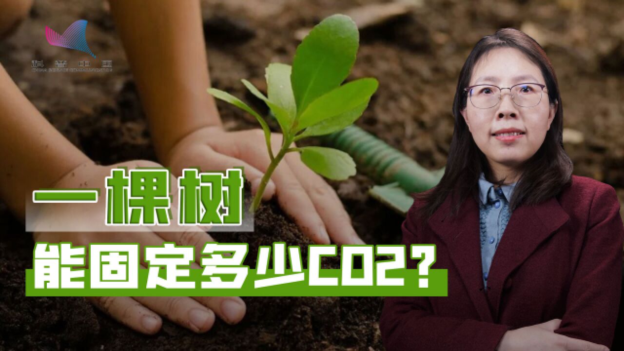 一棵树究竟能固多少碳?不同树木本领不同,中国碳储量仅次于俄罗斯