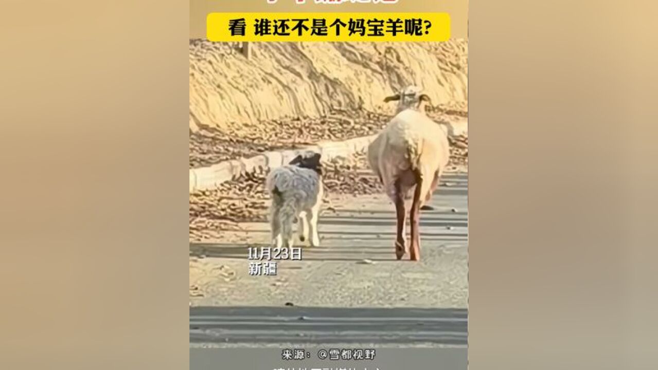 小羊与妈妈蹦跶记 看,谁还不是个妈宝羊呢?