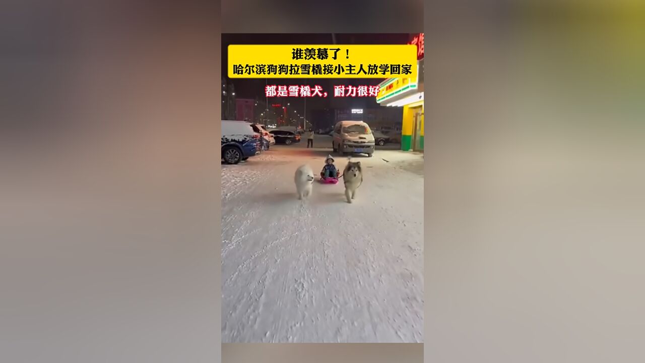 谁羡慕了!哈尔滨狗狗拉雪橇接小主人放学回家