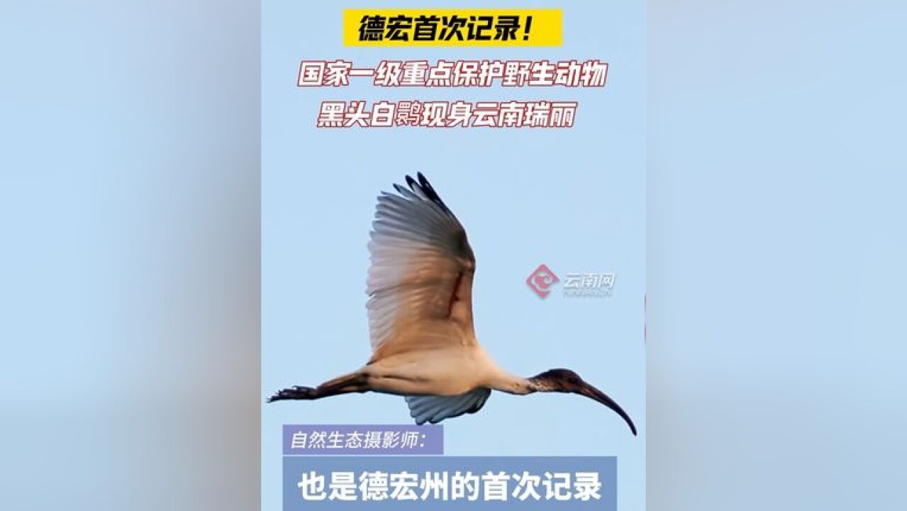 德宏首次记录!国家一级重点保护野生动物黑头白鹮现身云南瑞丽!