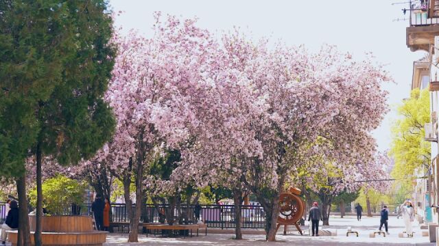 《诗韵寻春》海棠篇——“知否,知否?应是绿肥红瘦.“