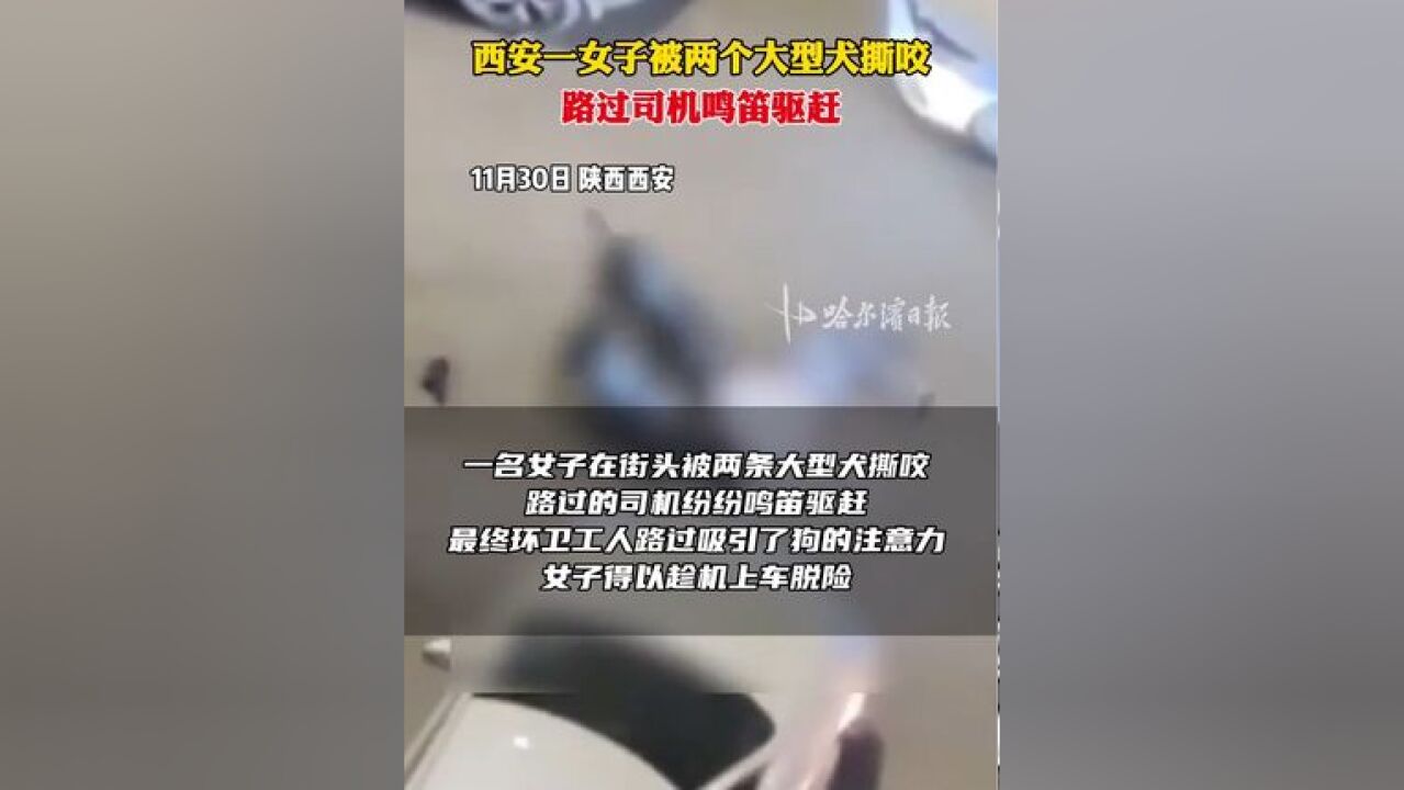 西安一女子被两个大型犬撕咬,路过司机鸣笛驱赶