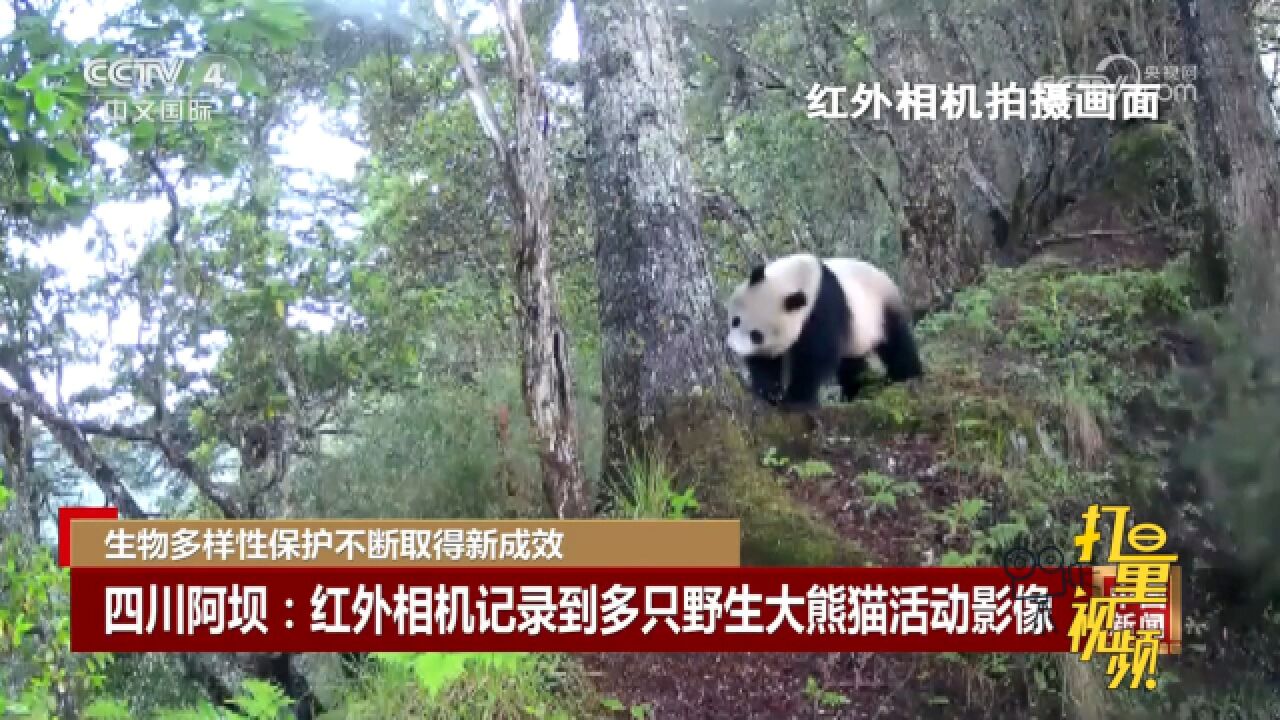 随着对森林生态系统的有效保护,生物多样性保护不断取得新成效