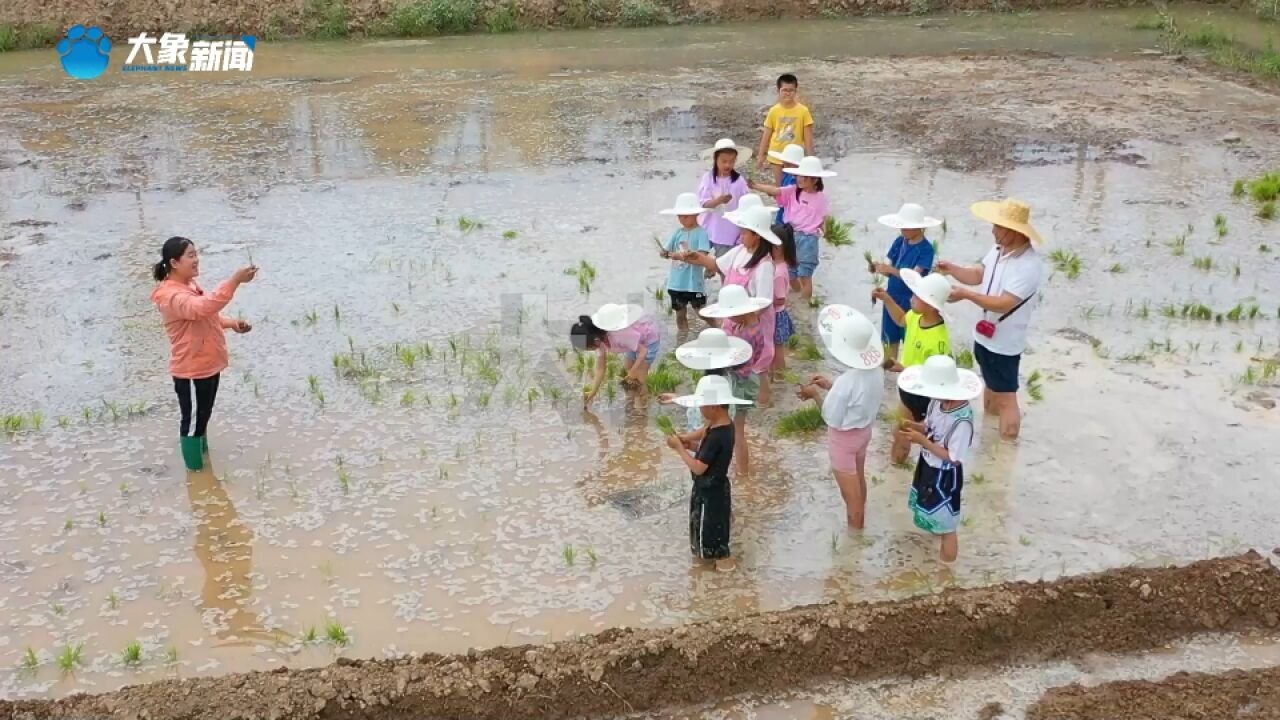 沿着足迹看变化,黄河边上稻米香