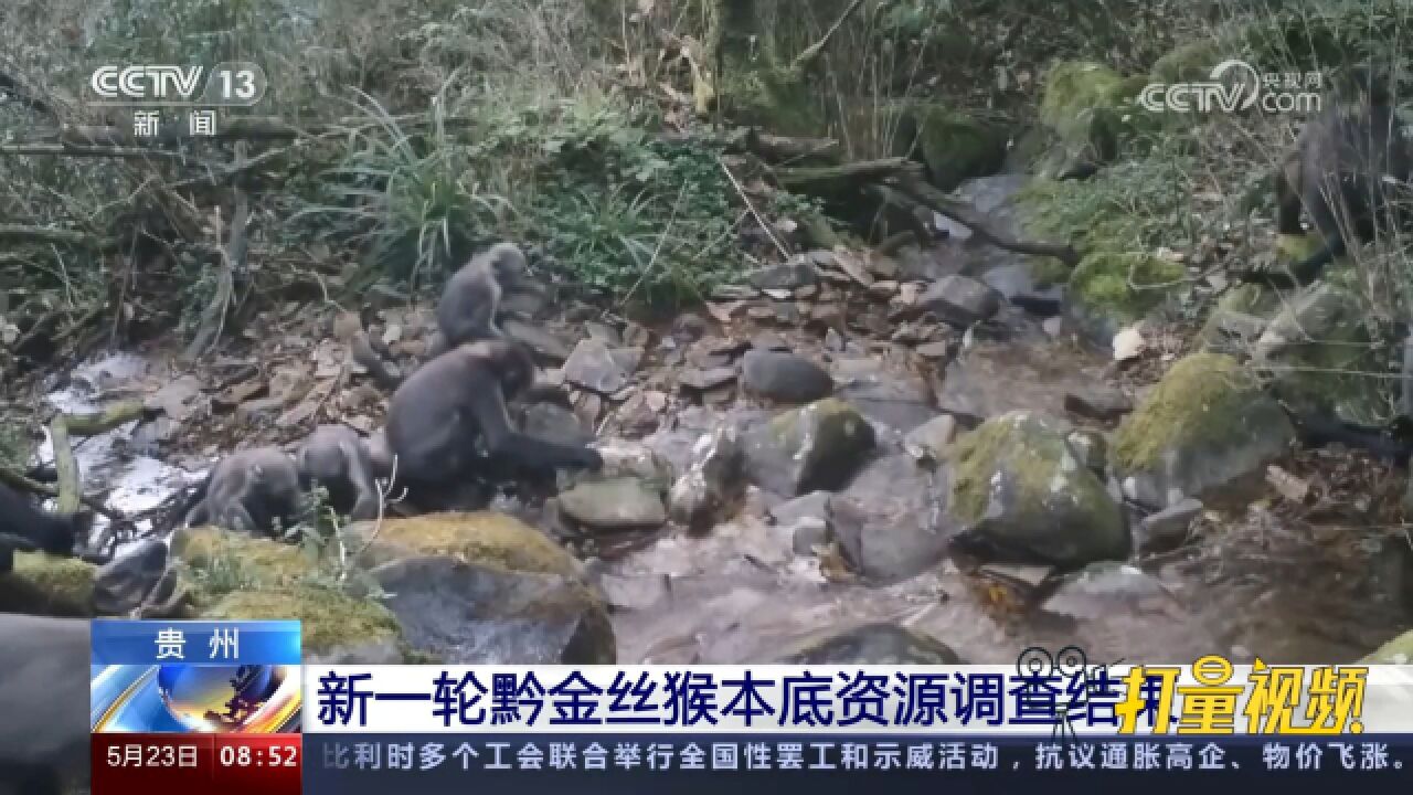 贵州新一轮黔金丝猴本底资源调查结束,捕捉到从溪中捕食珍贵画面