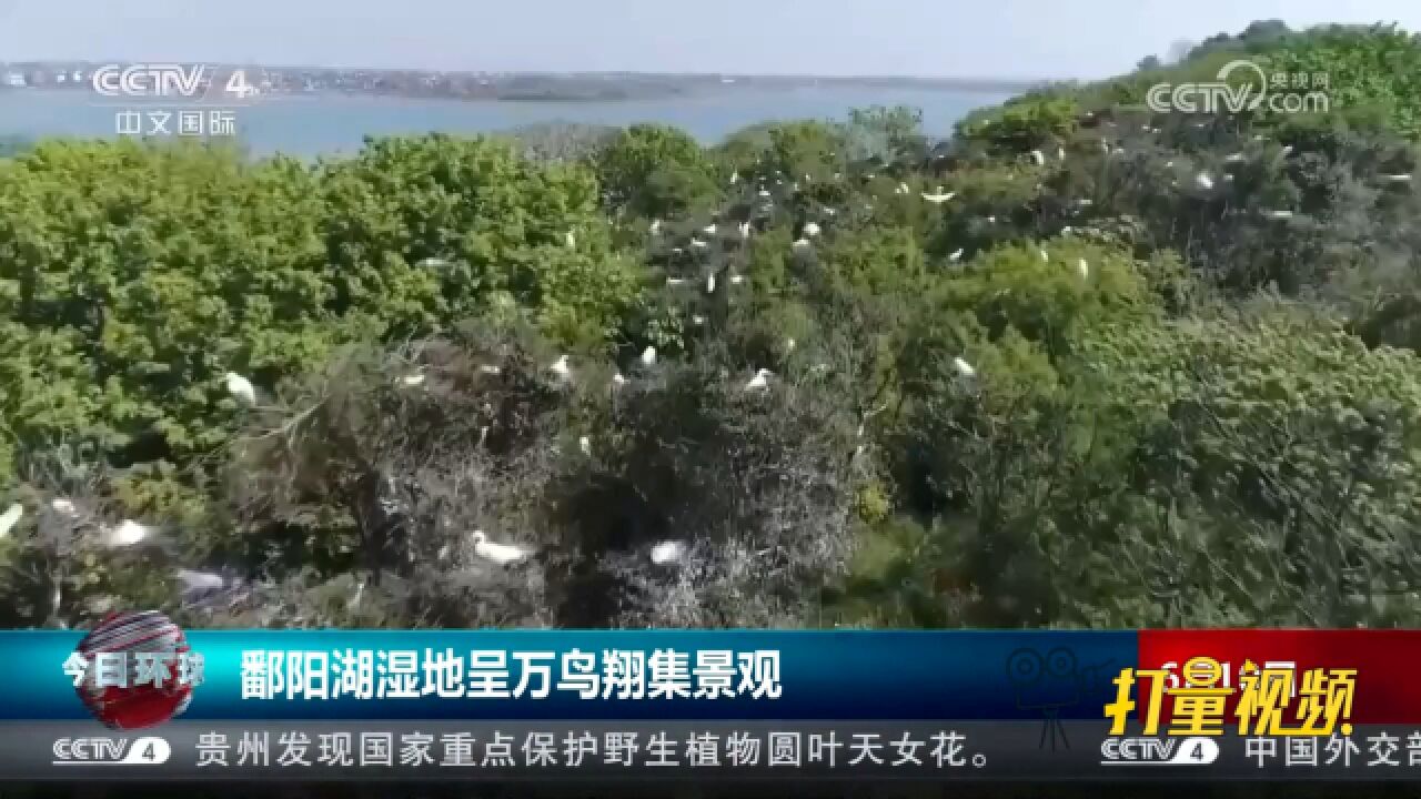 美丽和谐!鄱阳湖湿地夏候鸟日益增多,呈万鸟翔集景观