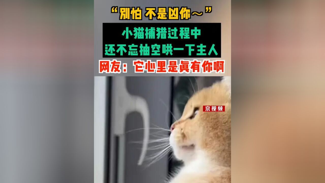 “别怕,不是凶你~”,小猫捕猎过程中还不忘抽空哄一下主人,网友:它心里是真有你啊!