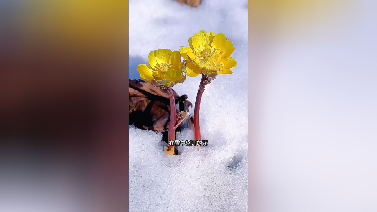 从冰雪中钻出盛开的花