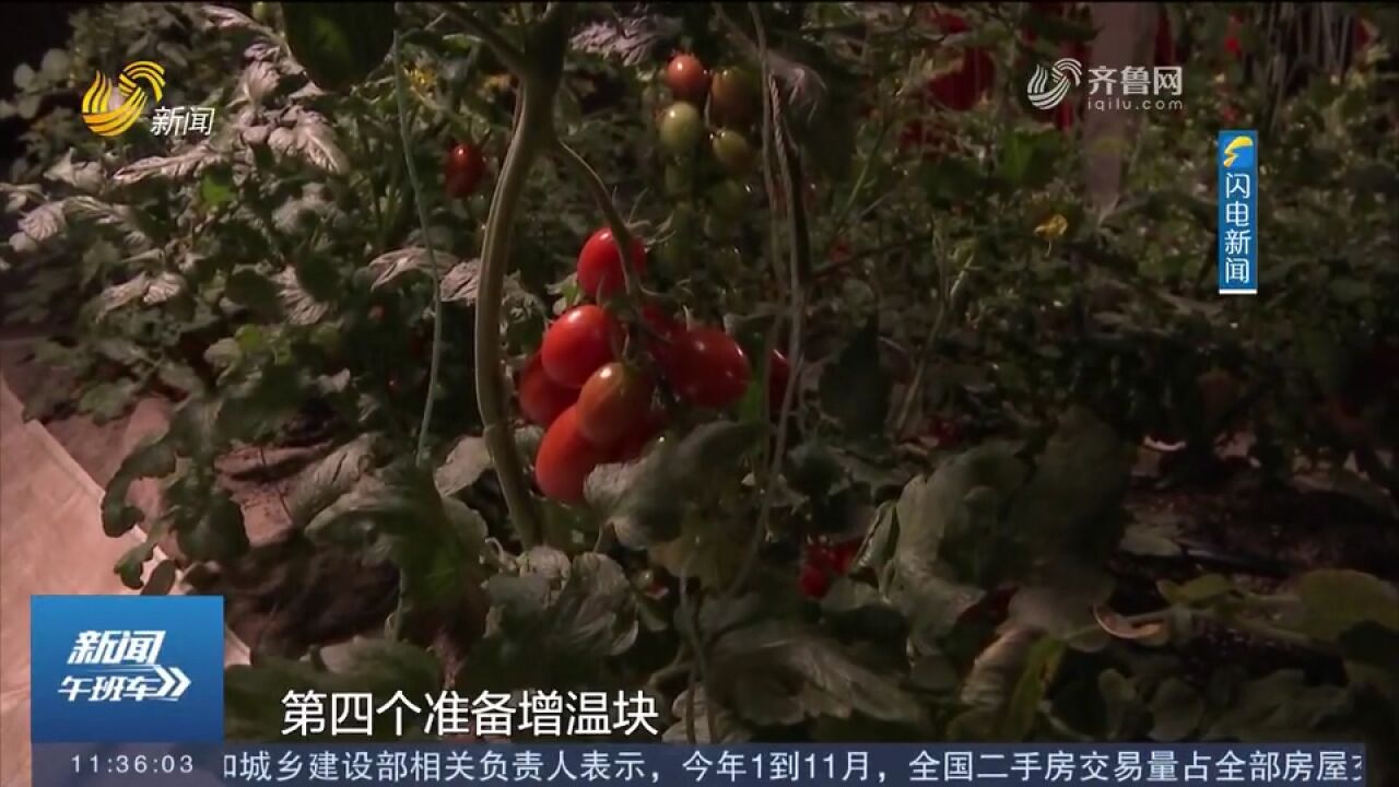 寿光:寒潮雨雪天气来袭,农业专家入棚“支招”,守护“菜篮子”