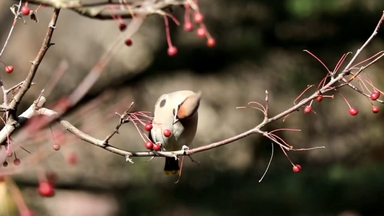 太平鸟亮相白云雁水