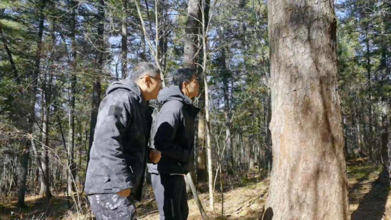 中国东北一宝的红松,为啥树王是用韩语写牌,学名归朝鲜?