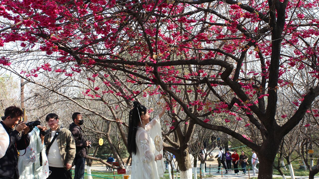 西安青龙寺樱花季:早樱开了,这个周末将迎来第一波赏樱高峰