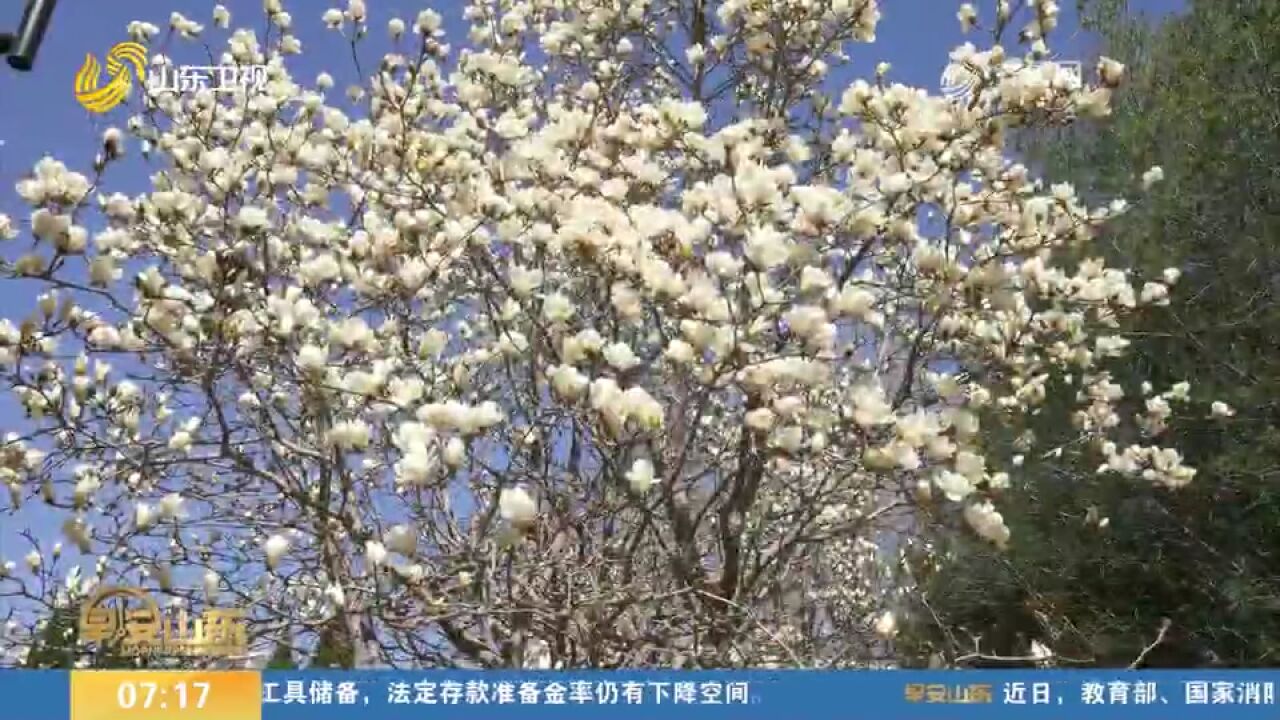 春风三月齐鲁芬芳,来山东感受山山水水的无限春光,看济南的春天