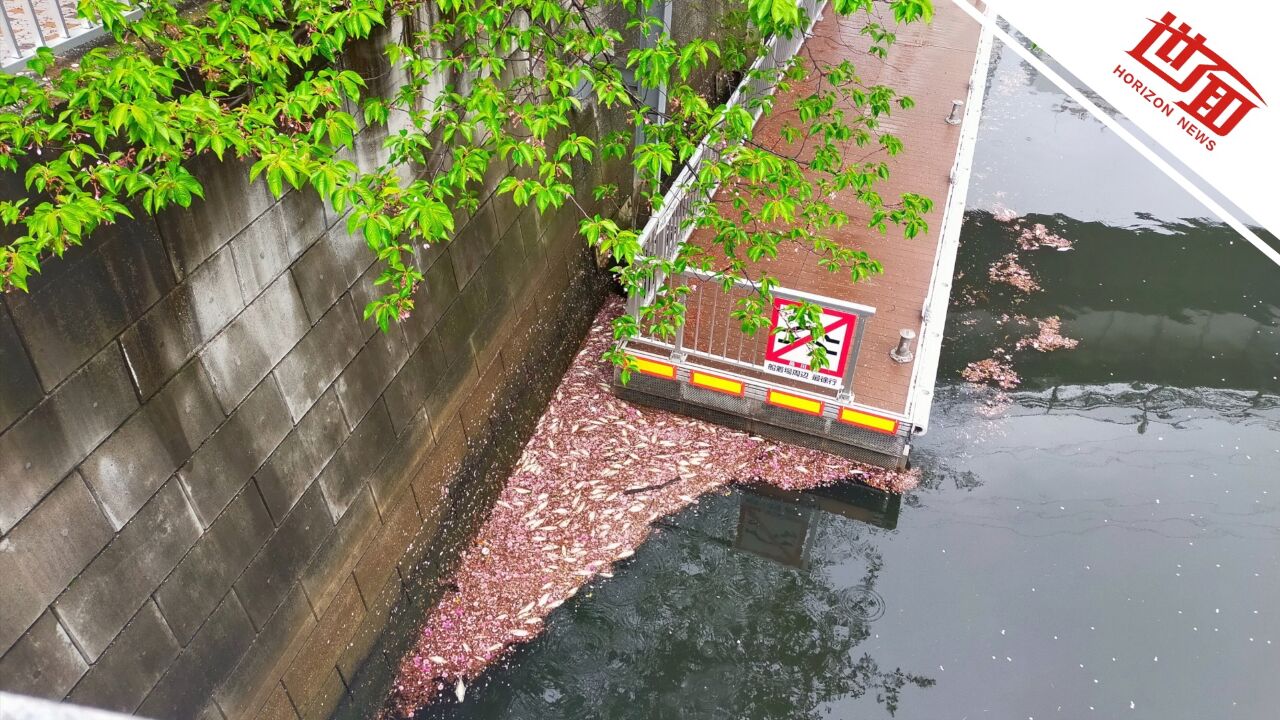 东京一河道大量斑鰶疑因缺氧死亡 居民称70年来头一次见到