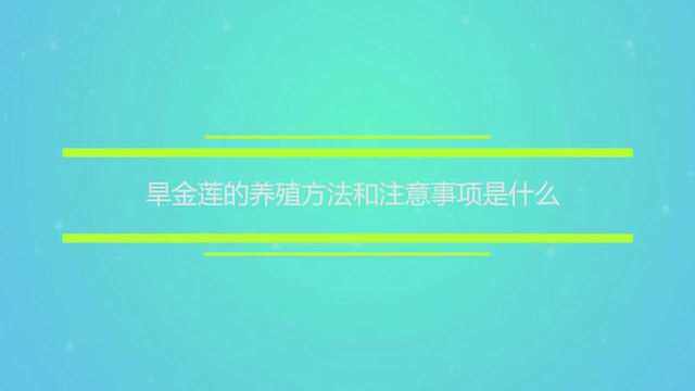 旱金莲的养殖方法和注意事项