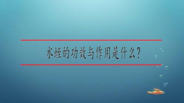 水蛭的功效与作用是什么?